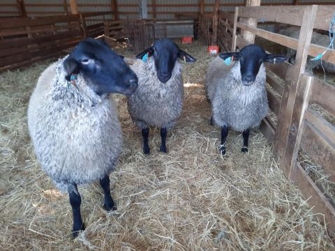 Suffolk törzskönyves kosok Suffolk törzskönyves kosok