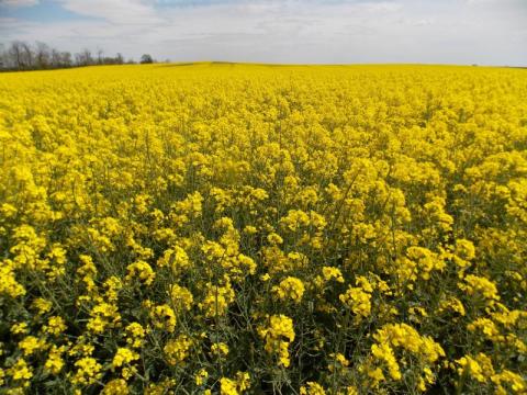 Repce szalma és ugarbála felvásárlás Repce szalma és ugarbála felvásárlás