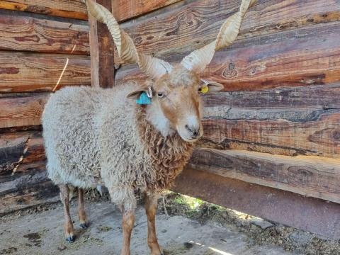 A törzskönyves racka kos eladó A törzskönyves racka kos eladó