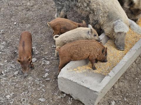 Mangalica-malacok Mangalica-malacok