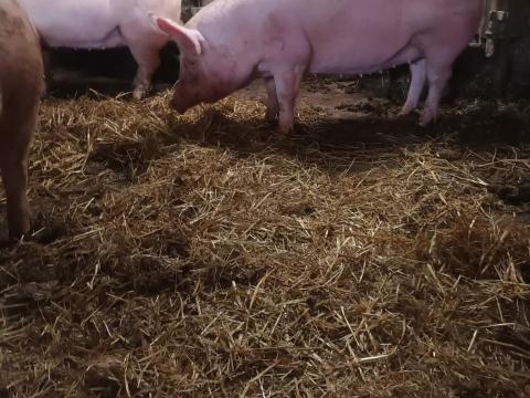 Előhasi koca eladó