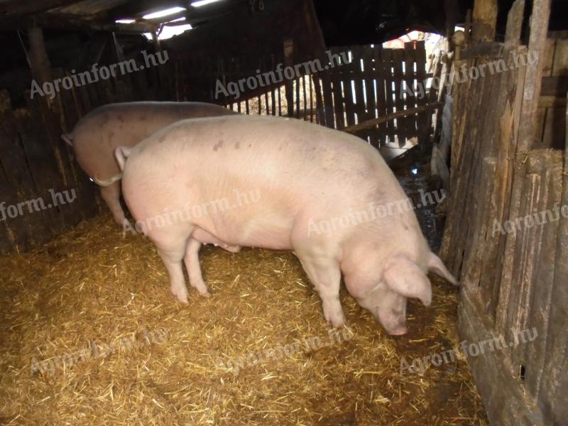 Hízók és kocák eladók,  vagy cserélhetők vemhes tehénre