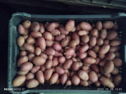 Burgonya Redscarlet és Balatonirózsa vetőméretű hollandmagból Burgonya Redscarlet és Balatonirózsa vetőméretű hollandmagból