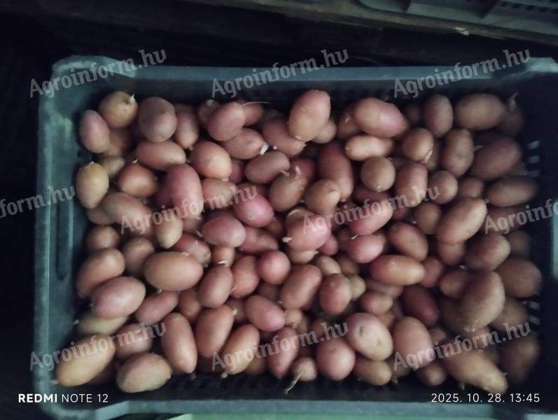 Burgonya Redscarlet és Balatonirózsa vetőméretű hollandmagból