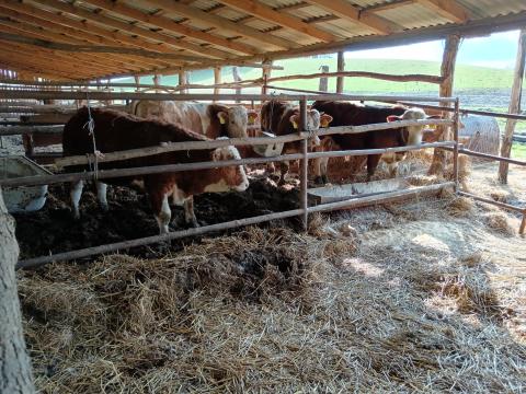 Bika 270-370 kg Bika 270-370 kg