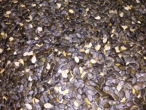 Héjnélküli Tökmag Eladó 22 tonna