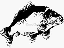 Veszek egy nagy pontyot / Large Carp