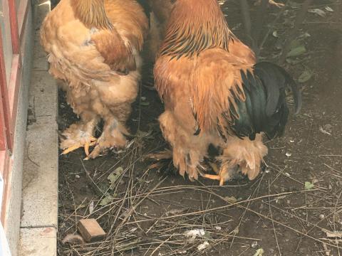 Eladó nagy, színes brahma kakas Fehérgyarmaton