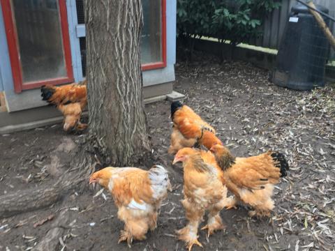 Brahma tenyésztojások eladók Fehérgyarmaton