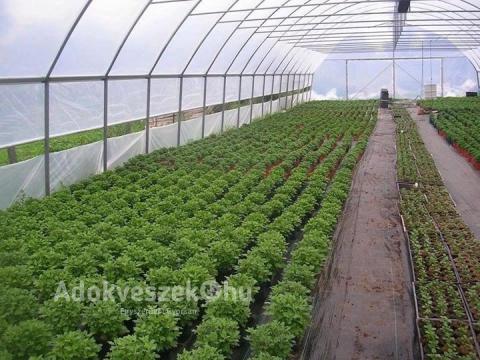 Fóliasátor építése Fóliasátor építése