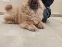 Csau-csau / Chow Chow