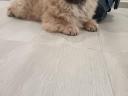 Csau-csau / Chow Chow