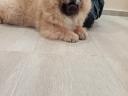 Csau-csau / Chow Chow
