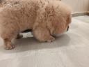 Csau-csau / Chow Chow