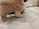 Csau-csau / Chow Chow