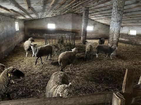 Vágóbirka eladó Vágóbirka eladó