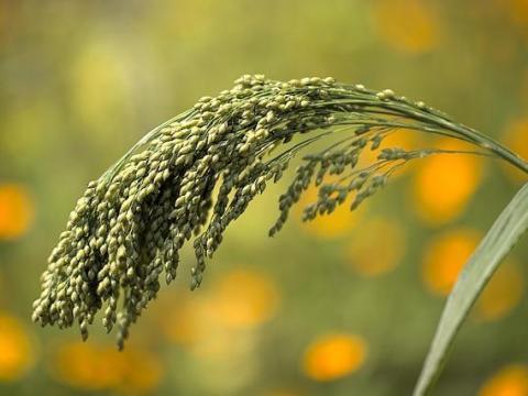 Fémzárolt köles vetőmagok elérhetők