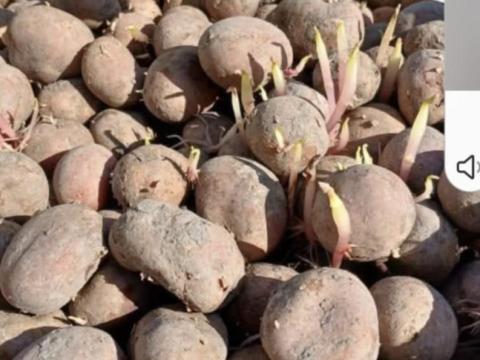 Eladó kiváló minőségű vetőburgonya Eladó kiváló minőségű vetőburgonya