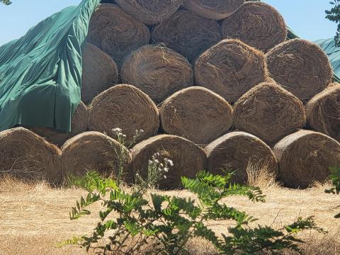 Szénabálák eladók Szentpéterszegen Szénabálák eladók Szentpéterszegen