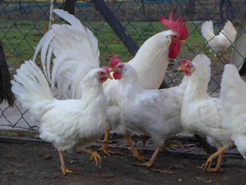 Leghorn tojás,  tenyésztojás,  keltetőtojás eladó Leghorn tojás,  tenyésztojás,  keltetőtojás eladó