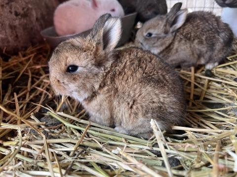 Oroszlánfejű törpe növésű húsvéti nyúl, nyuszi eladó visszafogadással is, szállításban segítek Siófok Oroszlánfejű törpe növésű húsvéti nyúl, nyuszi eladó visszafogadással is, szállításban segítek Siófok