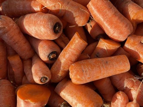 ELADÓ takarmány sárgarépa Tiszakécskén, (Tiszabögön) ELADÓ takarmány sárgarépa Tiszakécskén, (Tiszabögön)