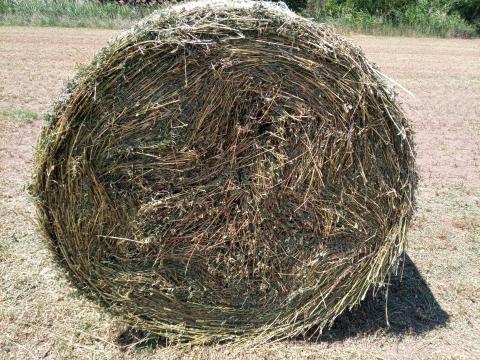 Körbálás lucerna eladó Körbálás lucerna eladó
