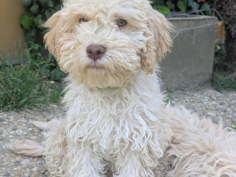 Lagotto Romagnolo kiskutya Lagotto Romagnolo kiskutya