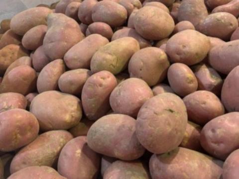 Vetőburgonya Vetőburgonya