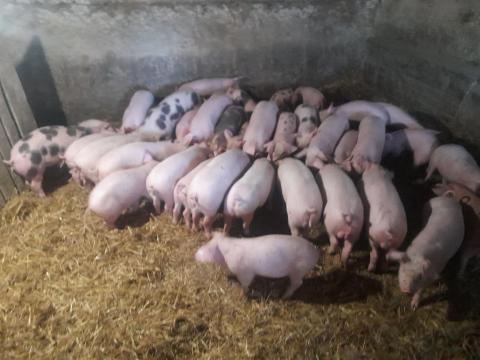 Választási malacok eladók Lajosmizsén Választási malacok eladók Lajosmizsén