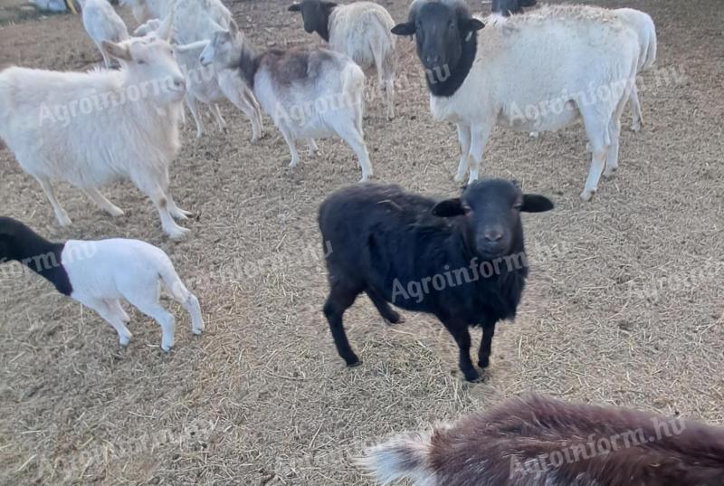 Kameruni jellegű kisfiú Gyulán