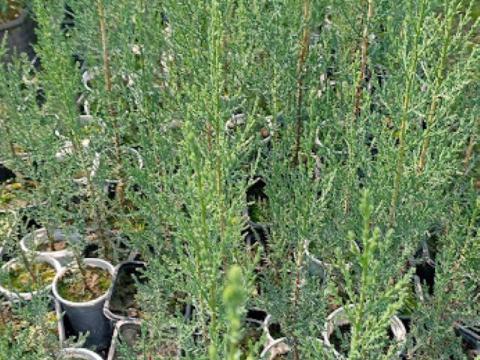Valódi ciprus (Cupressus) konténeres eladó Valódi ciprus (Cupressus) konténeres eladó