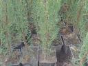 Valódi ciprus (Cupressus) konténeres eladó