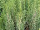 Valódi ciprus (Cupressus) konténeres eladó