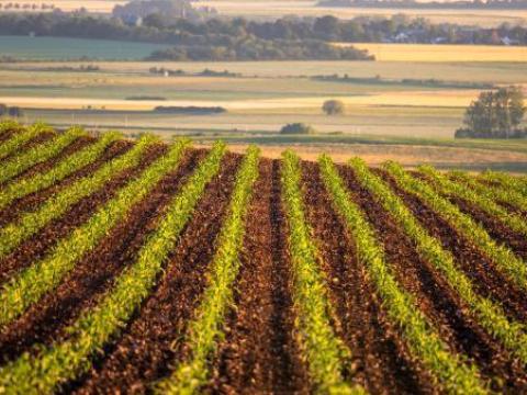 Szántóföldet vásárolok Szántóföldet vásárolok