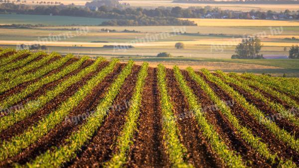 Szántóföldet vásárolok és bérlek