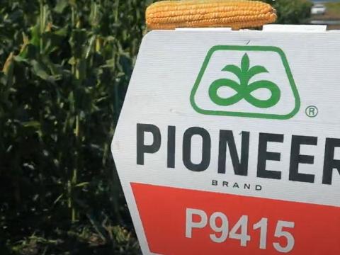 Pioneer kukorica vetőmag Pioneer kukorica vetőmag