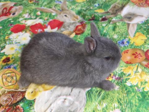 Törpe nyuszi Törpe nyuszi