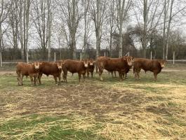 Eladó frissen minősített Limousin tenyészbikák