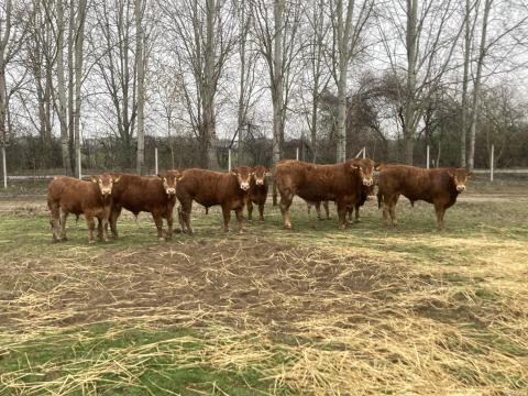 Eladó frissen minősített Limousin tenyészbikák Eladó frissen minősített Limousin tenyészbikák