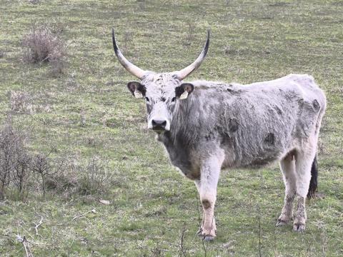 Magyar szürkemarha tehenek, borjak, üszők és ökrök eladók Magyar szürkemarha tehenek, borjak, üszők és ökrök eladók