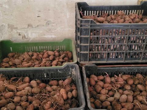 Apró burgonya Apró burgonya