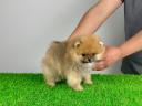 Törzskönyves Pomerániai Törpespitz Pomi kiskutya
