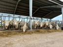 Charolais törzskönyves üszők eladók