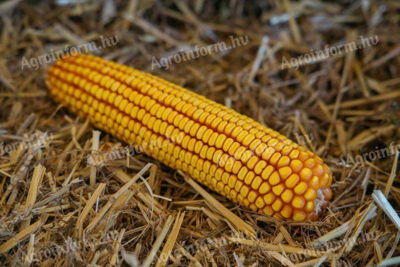 Kukorica vetőmagok széles választékban kaphatóak,  kedvező szállítási feltételekkel