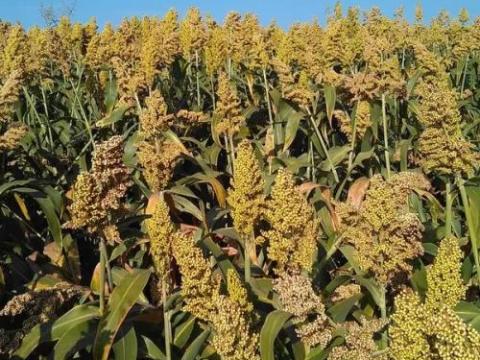 Little Giant BMR cirok vetőmag