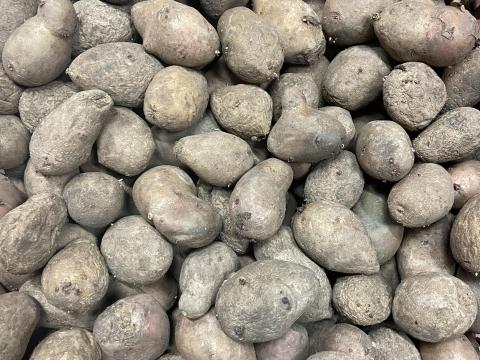 ELADÓ takarmányburgonya Tiszakécskén (Tiszabögön) ELADÓ takarmányburgonya Tiszakécskén (Tiszabögön)