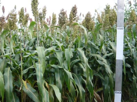 Zumba BMR cirok vetőmag 12,5 kg-os zsák Zumba BMR cirok vetőmag 12,5 kg-os zsák