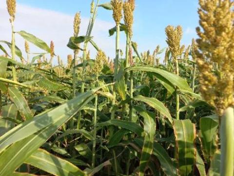 Big Texan BMR hibrid silócirok Big Texan BMR hibrid silócirok