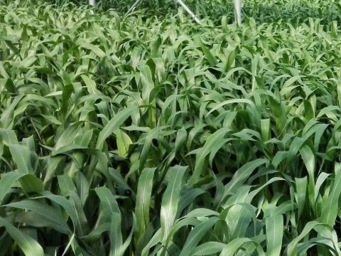 Ruzrok takarmánycirok vetőmag Ruzrok takarmánycirok vetőmag